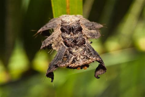 Hag Moth Caterpillar Photograph by Craig Lapsley