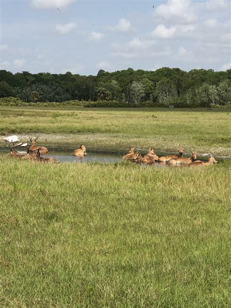 Meat Hunt 1 Day Hunt Antlered Acres Okeechobee Hunting