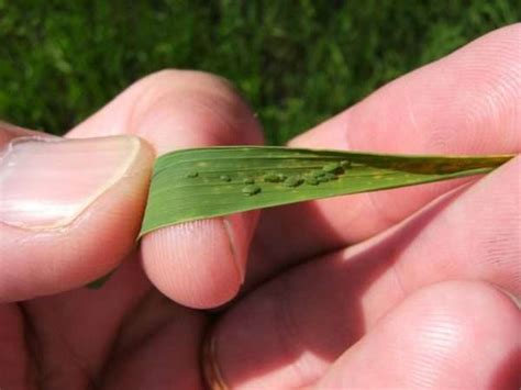 Cu Les Son Las Principales Plagas Que Atacan Al Cultivo De Arroz