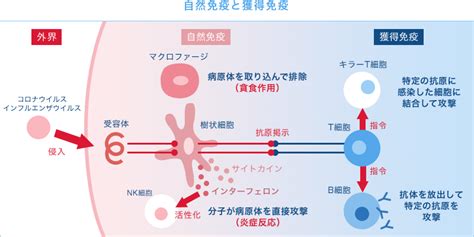 ビタミン D インフルエンザ 論文 Mimit3lu