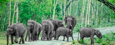 Bandipur National Park A Place To Remember