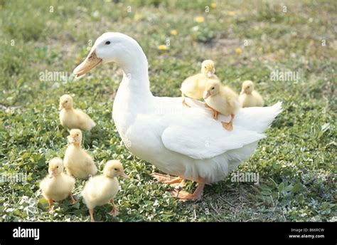 Adult Duck With Ducklings Stock Photo Alamy