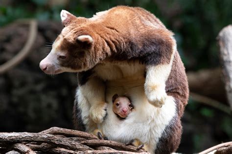 Families visiting Bronx Zoo have amazing sight to see: Rare baby tree ...