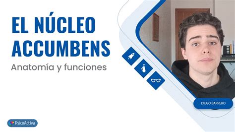 El Núcleo Accumbens anatomía y funciones YouTube