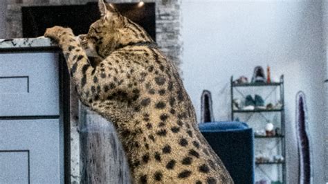 Fenrir Named Tallest Living Domestic Cat By Guinness World Records