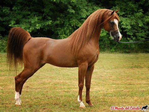 Colección De Fotografías De Caballos árabes El Mundo Del Caballo