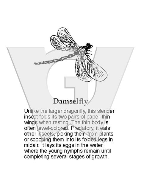 Damselfly – Wilderness Graphics, Inc.