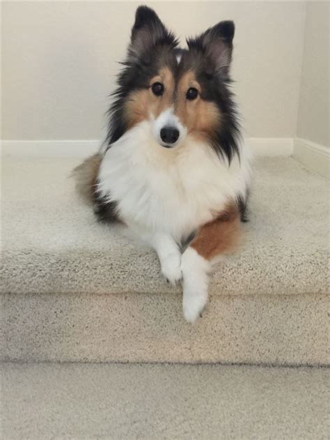 Sheltie | Beautiful dogs, Pet dogs, Sheltie puppy