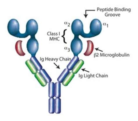 Bd Hla A2ig Recombinant Soluble Dimeric Fusion Protein Human