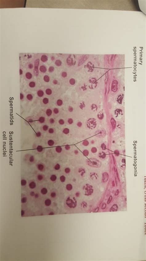 Testis Histology Cross Section Diagram Quizlet