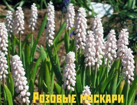 Какие луковичные и в какие сроки нужно садить осенью. Первыми, в конце ...