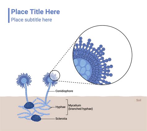 Aspergillus With Callout Layout BioRender Science Templates