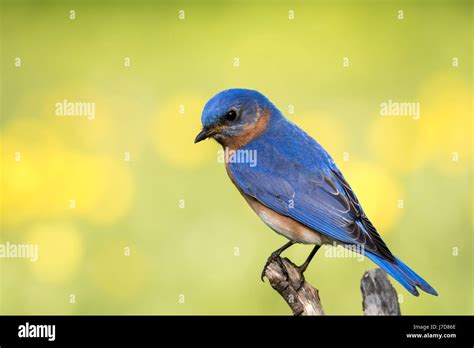 Eastern Bluebird Sialia Sialis Stock Photo Alamy