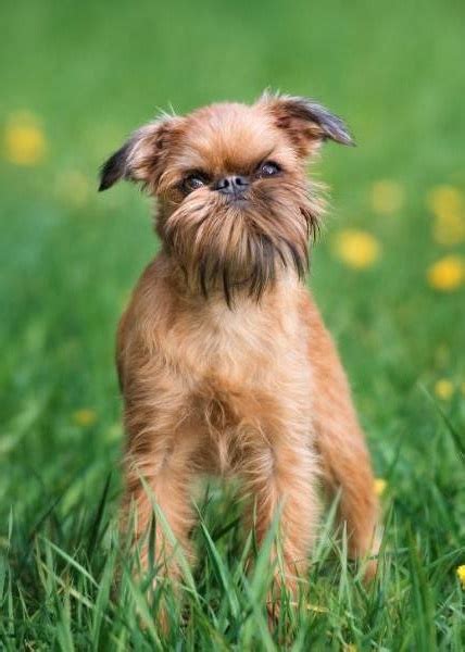 🐶 Griffon Bruxellois Dog Breed Information Photo Care History