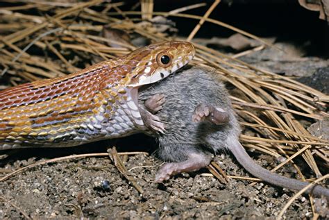 Feeding Snakes Frozen Mice And Other Prey