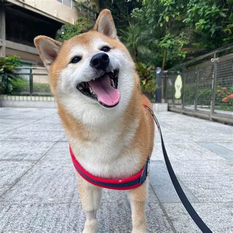 Famous Doge Meme Dog Tragically Dies As Fans Make Memes Of Him Entering