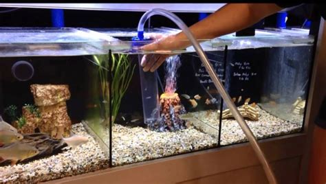 Revolutionize Your Aquarium's Health: Discover the Top 10 Best Fish ...