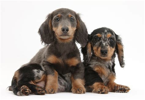 Blue Merle Dachshund