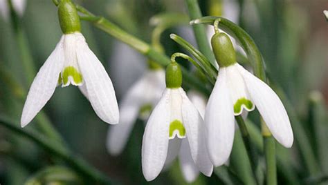 Snowdrops Varieties: What Sets Different Types Of Snowdrops Apart - EmbraceGardening