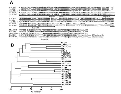 Sequence Comparison Of Mrj With Other Mammalian Dnaj Related Proteins