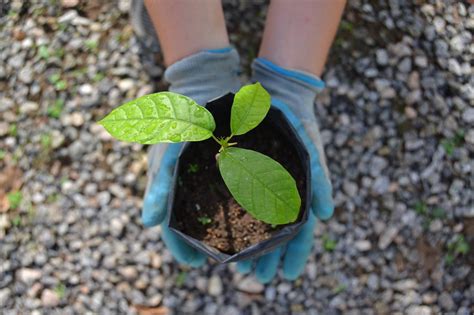 Economia Verde No Brasil Entre A Gan Ncia E A Viola O Dos Direitos