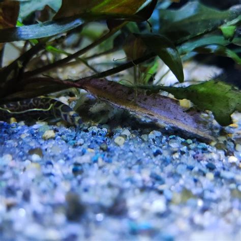 How To Clean Fish Tank Gravel: Three Proven Methods