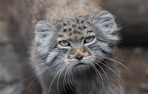 How did they get up there? Pallas’s cat discovered for first time on Mount Everest