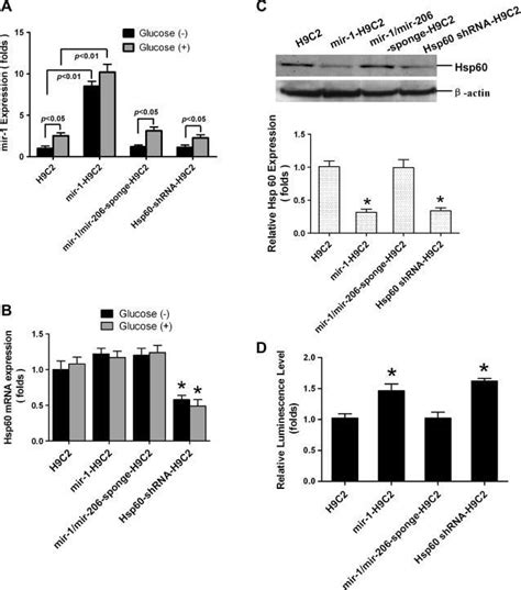 Mir‐1 Mir‐206 Regulate Hsp60 Expression Contributing To Glucose