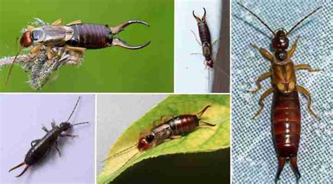 Pincher Bugs Damage Identification And Control Of Earwigs With