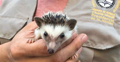 Día del animal son pocas las mascotas raras permitidas pero la moda