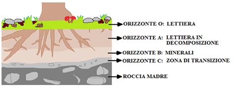 Il Terreno O Suolo Come Composto Germoglioverde