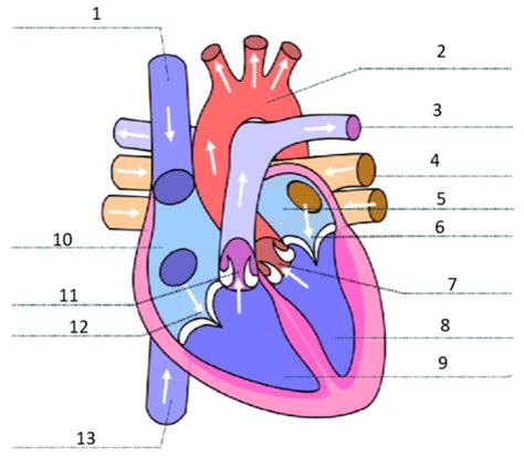 Hk D Herz Und Kreislauf Flashcards Quizlet