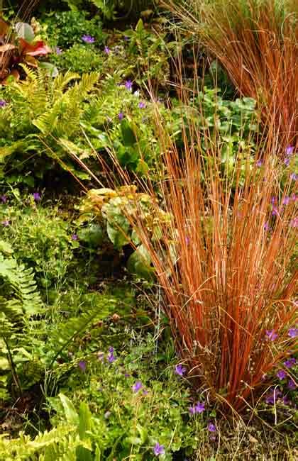 Bronze Carex