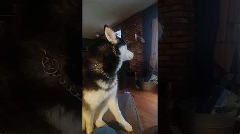 Husky Talking Youtube