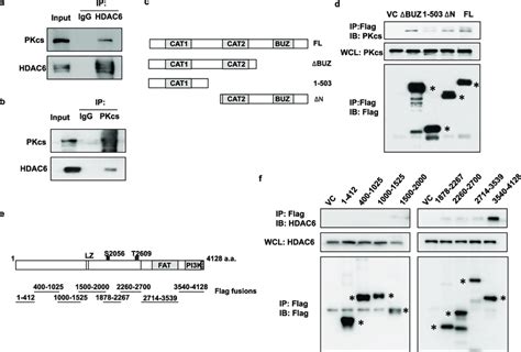 DNA PKcs Interacts With HDAC6 A And B HeLa Cell Lysates Were