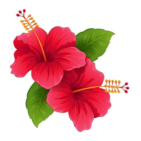 Illustration Of Tropical Red Hibiscus Flower