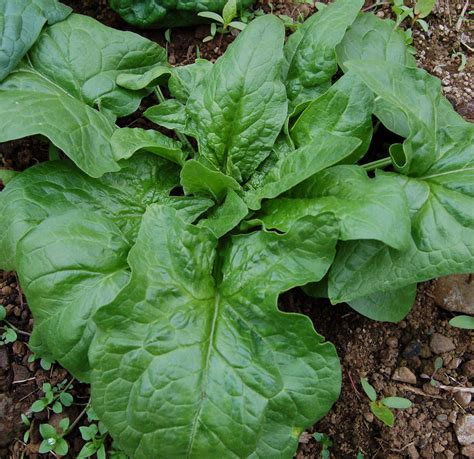 Giant Winter Spinach