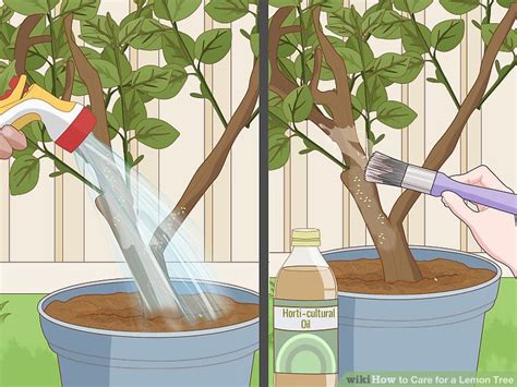 How to Care for a Lemon Tree: 15 Steps (with Pictures) - wikiHow