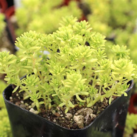 Sedum Japonicum Tokyo Sun Sedum Stonecrop