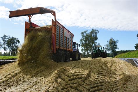 Mais Hakselen En Inkuilen Bij Melkveebedrijf Menkhorst Boerderij