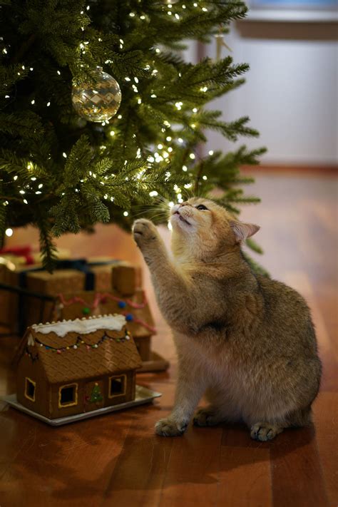 Download Merry Christmas Tree With Cat Wallpaper