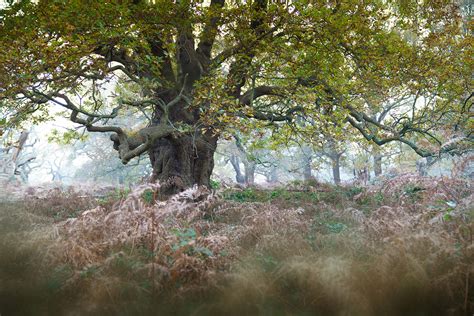 Ancient Oak Richmond Park Colin Anthony Photography Pro