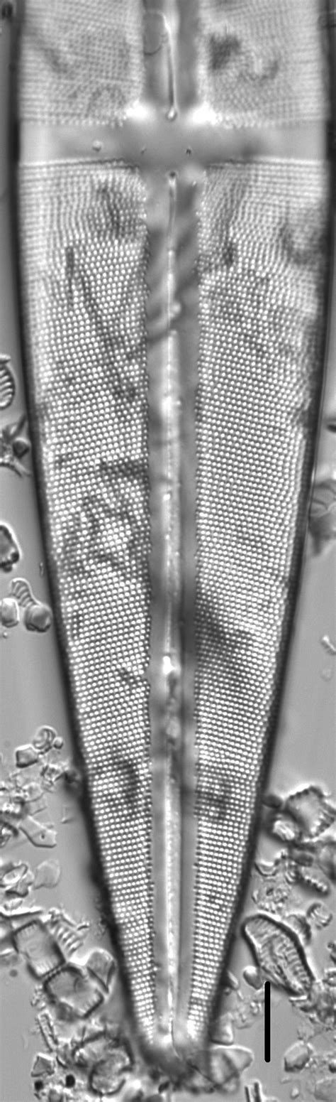 Image Srex4 Species Diatoms Of North America