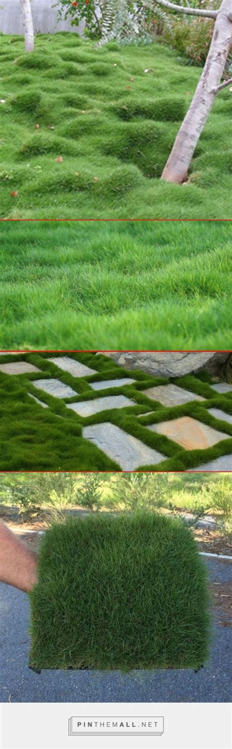 Zoysia Tenuifolia Plant Tiles Australia Planttiles