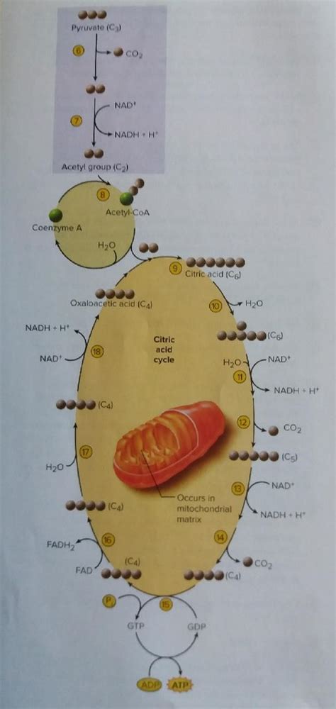 Aerobic Respiration Diagram | Quizlet