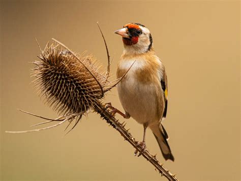 What Do European Goldfinches Eat Birdfact