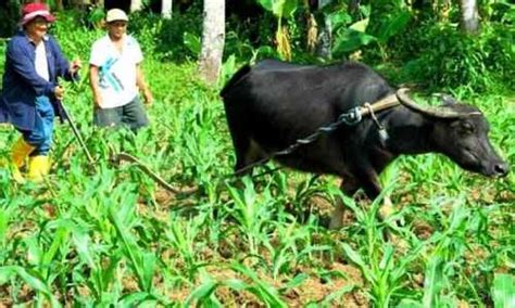 kalabaw | National symbols, Nature animals, Water people