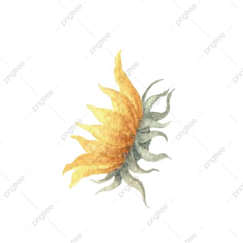 Chrysanthemum White Transparent Golden Chrysanthemum Floral Petal
