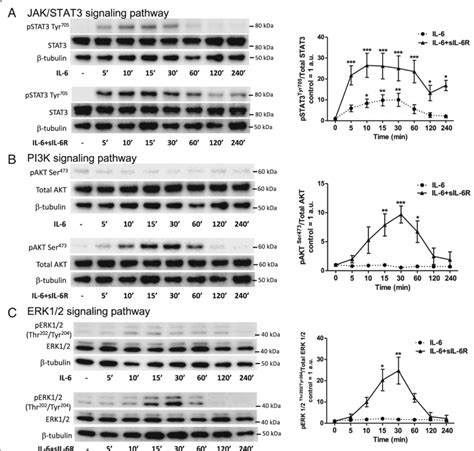 Western Blot Analyses Showing Phosphorylation Of A Stat Tyr B Akt