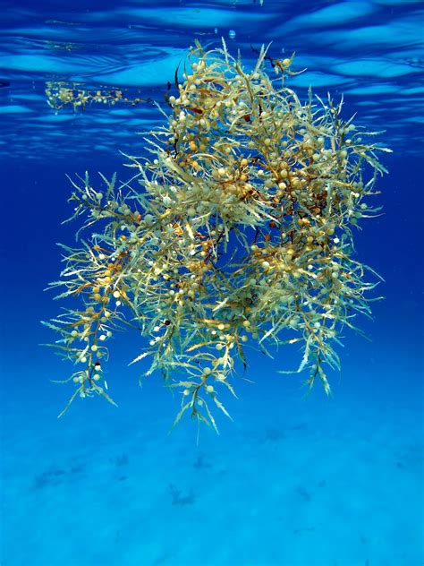 Real Monstrosities: Sargassum Fish